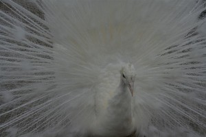 albino peacock close 2