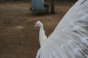 albino peacock side view