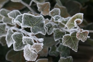 frost on ivy