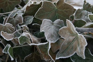 frost on ivy