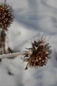 frost on thistles