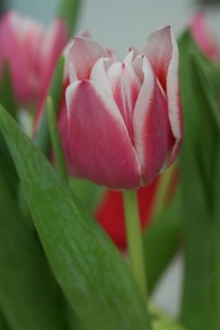 pink tulips 8