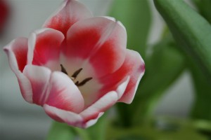 pink tulips 5