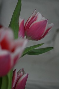 pink tulips 3