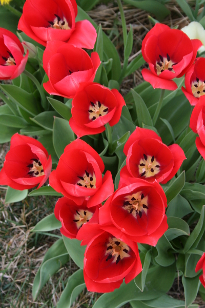 redtulips