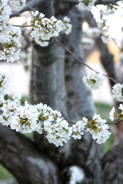 cherryblossoms1