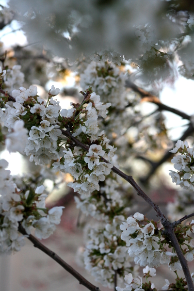 cherryblossoms2