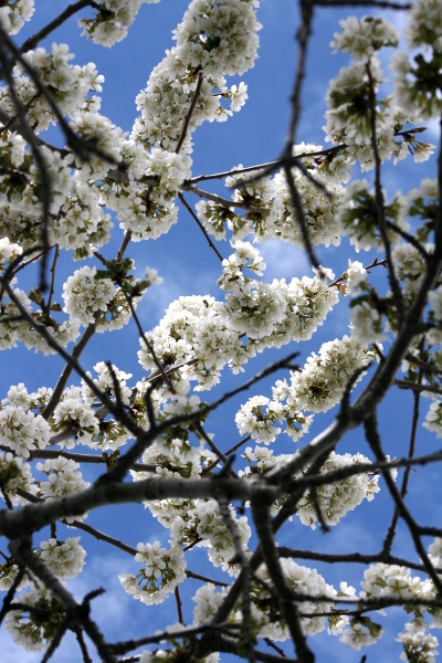 cherryblossoms3