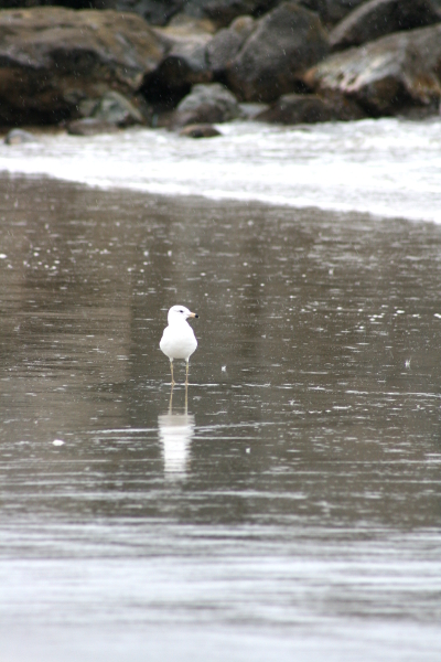 seagull