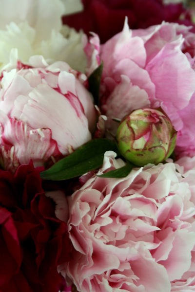 peonies