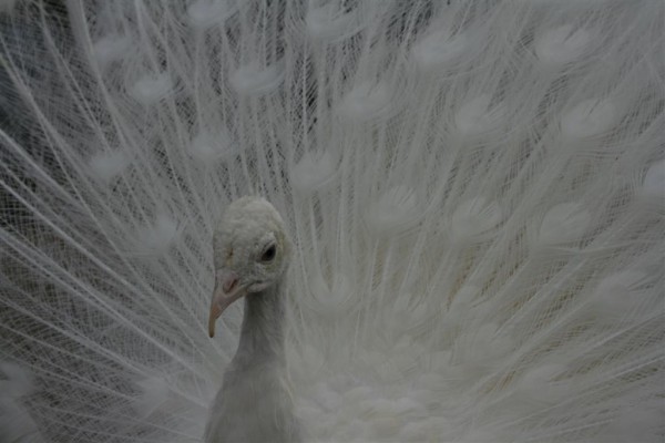 albino peacock close