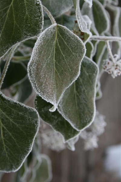 frost on leaves