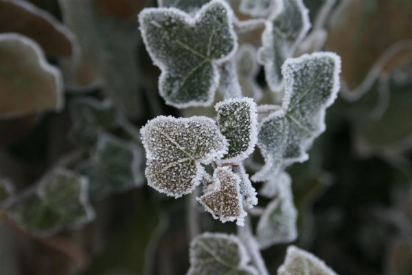 frost on ivy