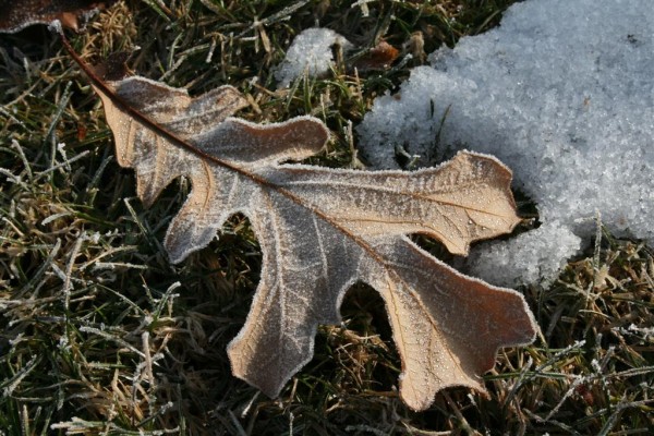 frost on oak leaf