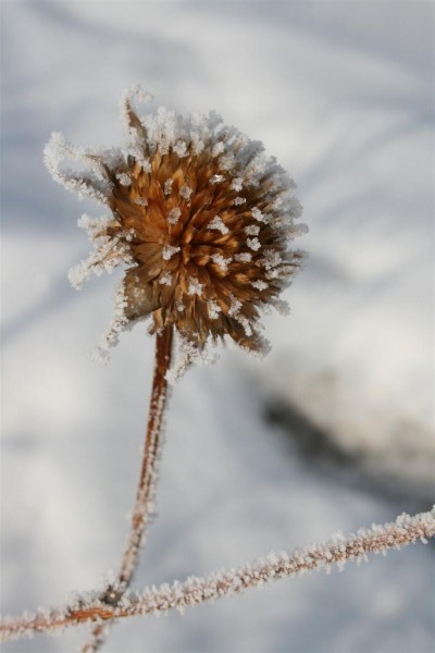 frost on thistle