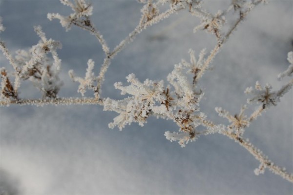 frost on weeds