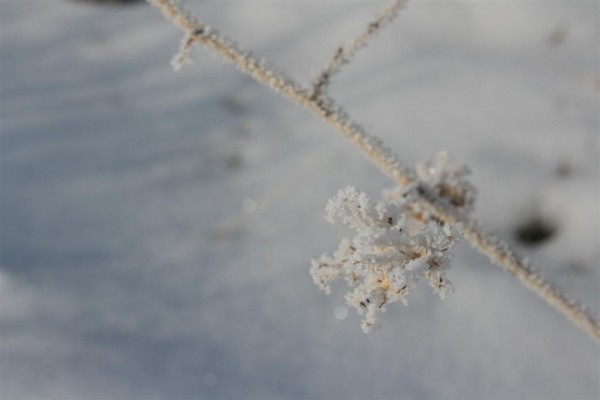 frost on weeds 2