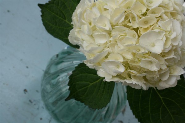 white hydrangea