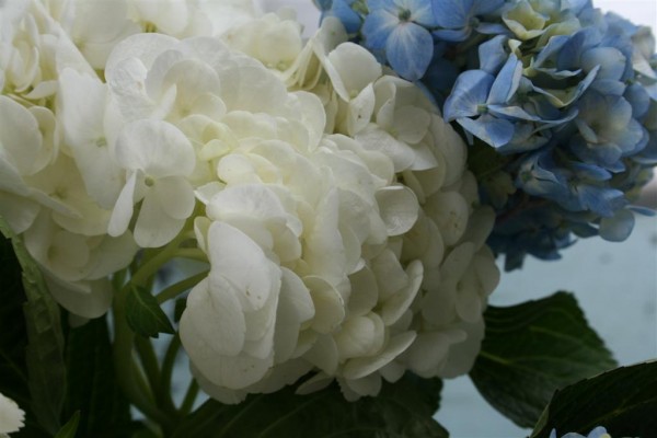 blue and white hydrangeas