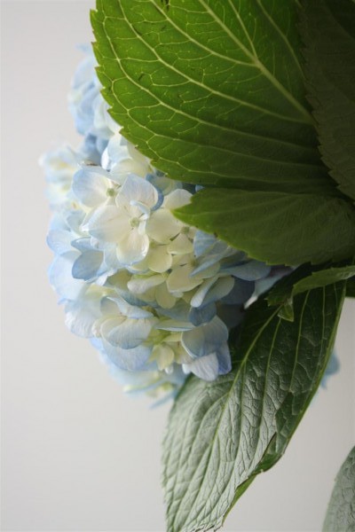 blue hydrangea