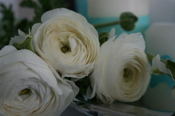 ranunculus 10