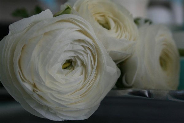 ranunculus 9