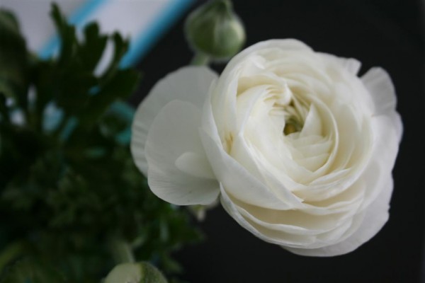 ranunculus 4