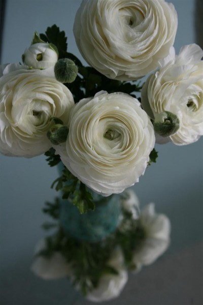 ranunculus 7