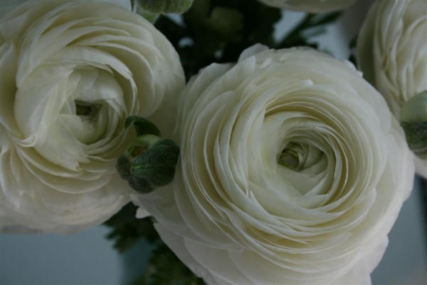 ranunculus 1