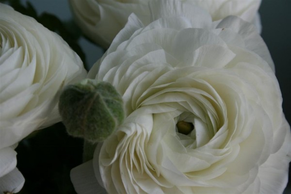 ranunculus 6