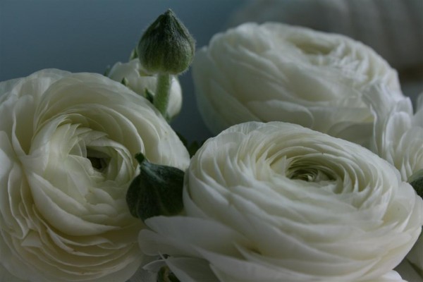 ranunculus 3