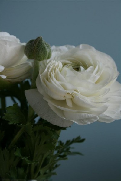 ranunculus 8