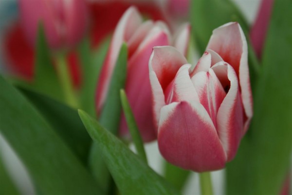 pink tulips 4