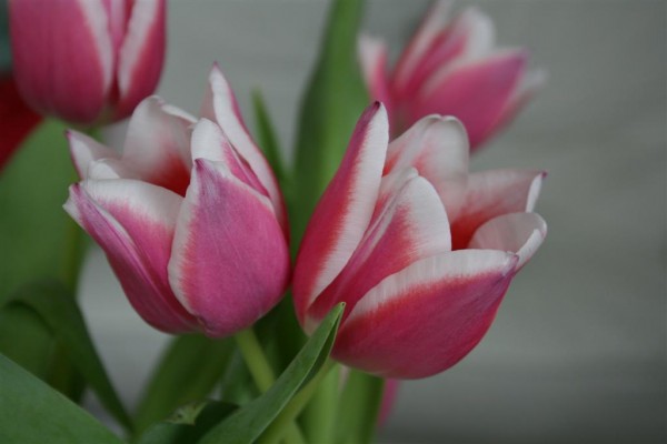 pink tulips 1