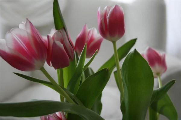 tulips 2