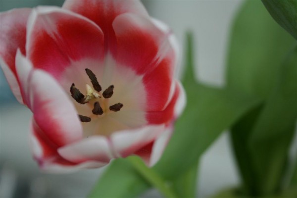 pink tulips 6