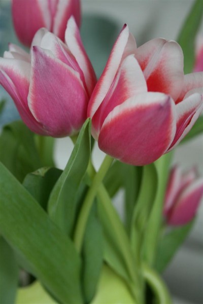 pink tulips 7