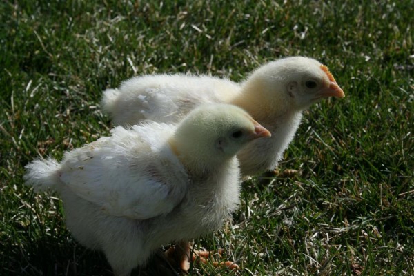 Easter chicks