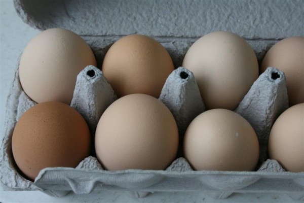 brown eggs