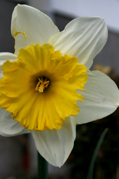 daffodilbloom